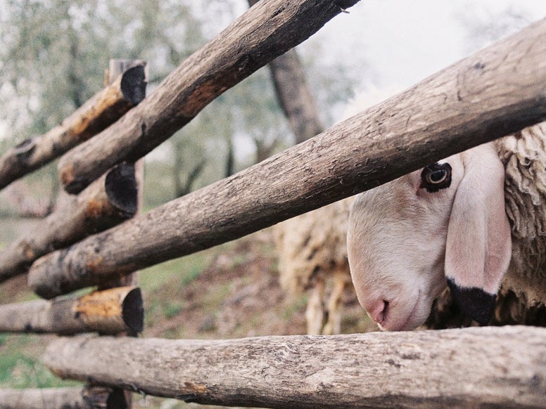 Sheep peeking through a fence. Photo by Olga Lioncat / Pexels