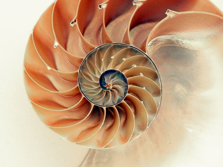 Cross section of a shell showing exponential growth. Picture by Pixabay