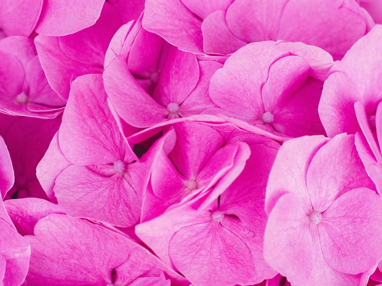 Pink flowers