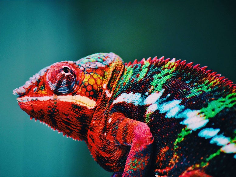 Chameleon - Photo by George Lebada via Pexels