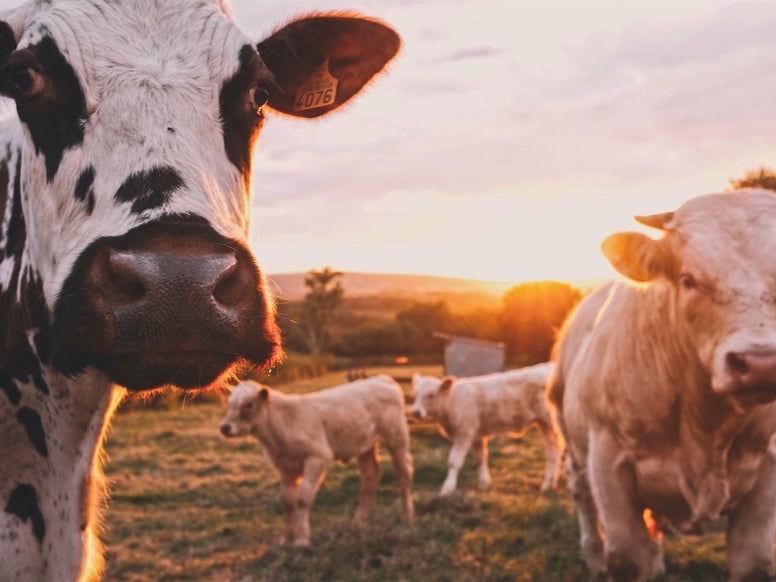 Cows in a field